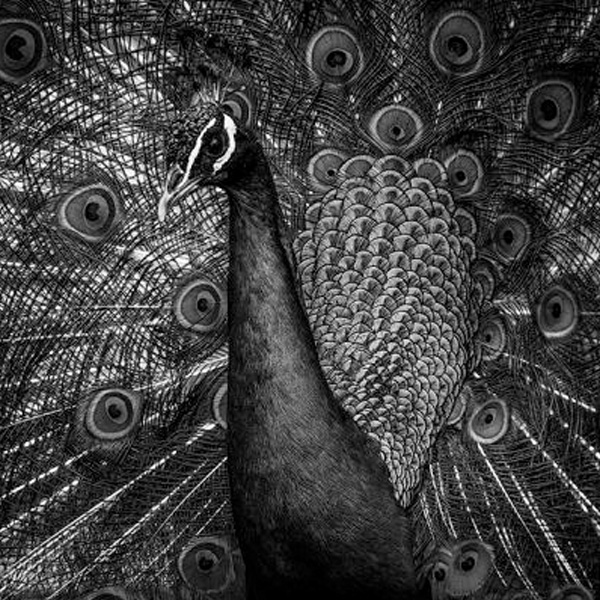 Papier peint Animaux – Léon Noir panoramique Lou Garu