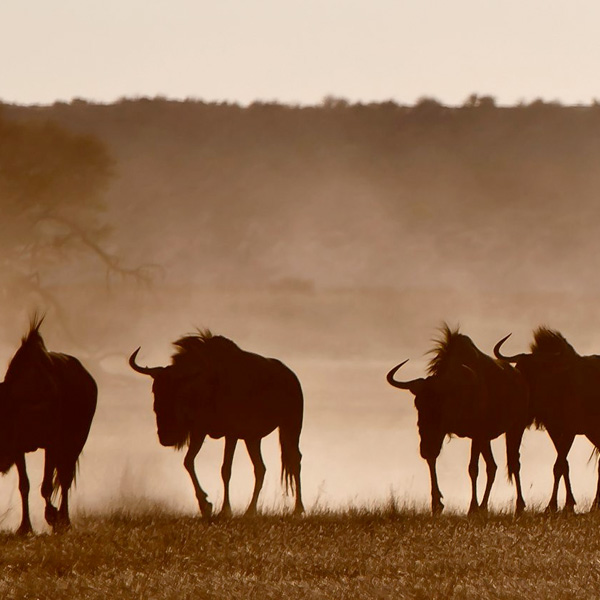 Papier peint Animaux – Serengeti panoramique Lou Garu
