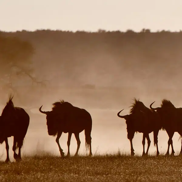 Papier peint Animaux – Serengeti panoramique Lou Garu