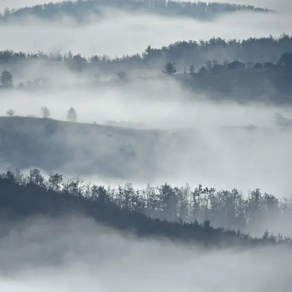 Papier peint Forêt – Taïga panoramique Lou Garu