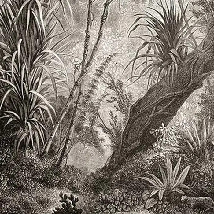 Papier peint Nature – Ubatuba panoramique Lou Garu