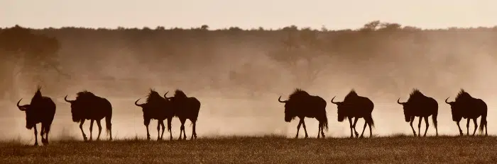 Papier peint Animaux – Serengeti panoramique Lou Garu