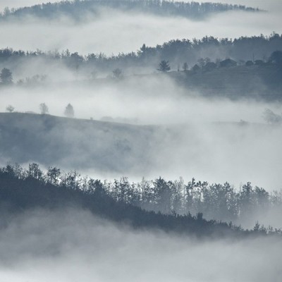 Forêt