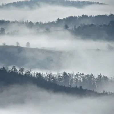 Forêt