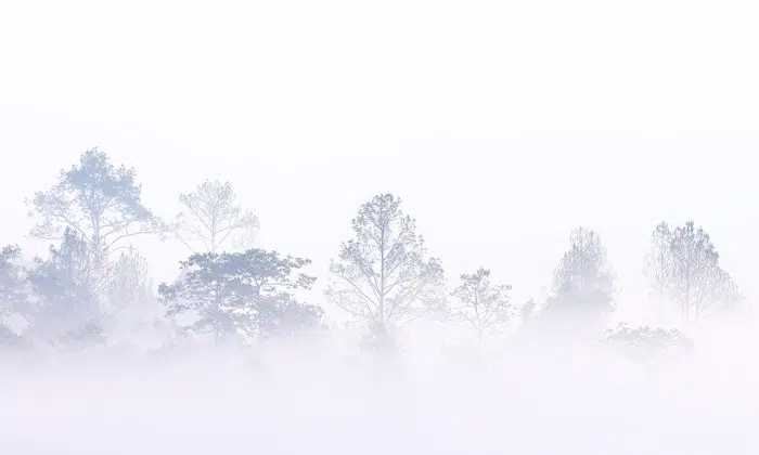 Papier peint - Foggy morning - disponible sur mesure – Image 2