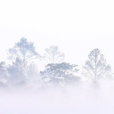 Papier peint – Foggy morning – disponible sur mesure panoramique Lou Garu